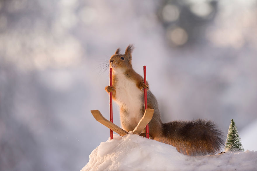 Squirrel Winter Olympics