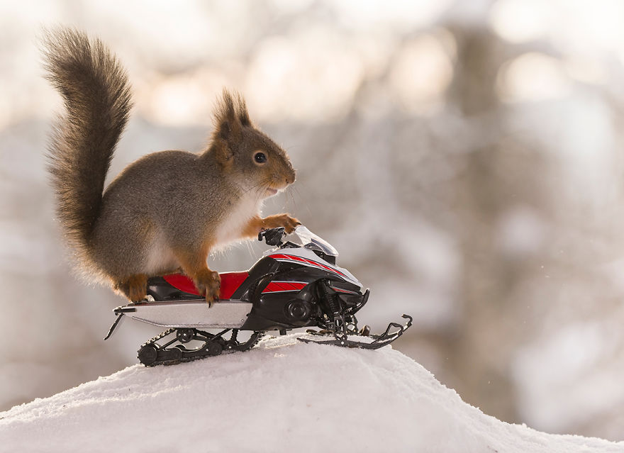 Squirrel Winter Olympics