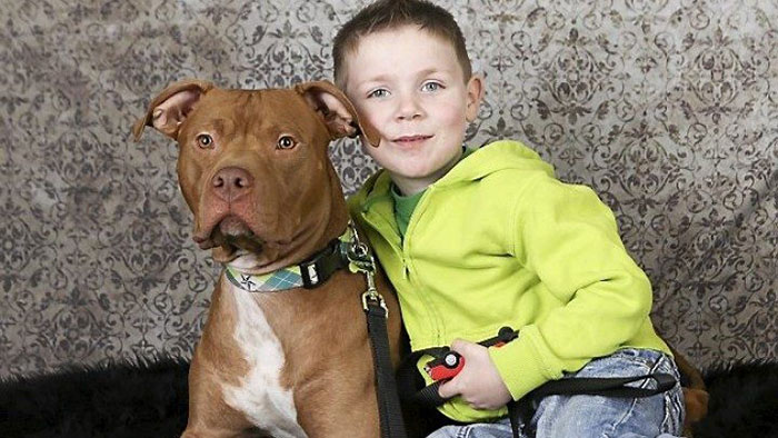 Este pitbull fue salvado poco antes de ser sacrificado. Este se lo agradeció salvando a su hijo de 4 años que no respiraba, una semana después