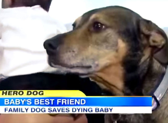 Rescue Dog Duke Burst Into Woman's Bedroom, Jumped On The Bed And Began Shaking Uncontrollably. She And Her Husband Decided To Check On Their 9-Week-Old Daughter In Her Bassinet And Discovered The Unthinkable: She Wasn’t Breathing. If Duke Hadn’t Been So Scared, Then They Would Have Just Gone To Sleep