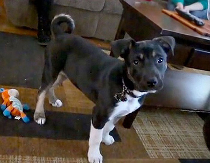 Puppy Woke His New Family To Save Them From Dangerous Fumes