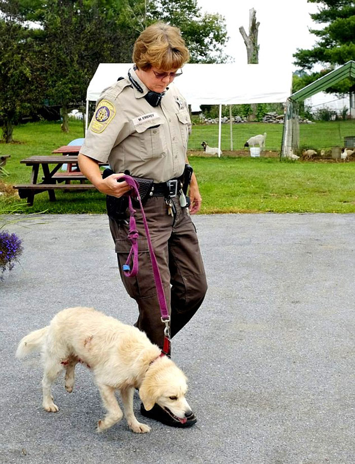 Man Was Walking With His Yellow Lab-Mix Henry When They Were Confronted With Two Cubs And A Larger Black Bear. The Dog Saved His Owner Life By Attacking The Bear While He Kept Striking It With A Rock. They Were Able To Escape, But Both Suffered Serious Injuries