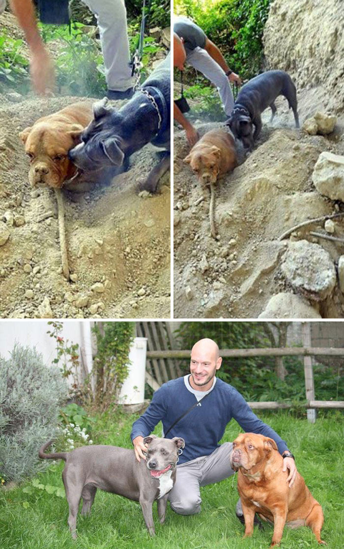 Este perro salvó a otro que había sido enterrado vivo