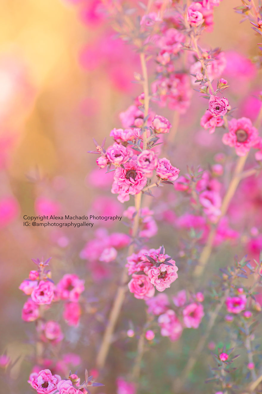 I Create Magical Floral Art From Mundane Photographs