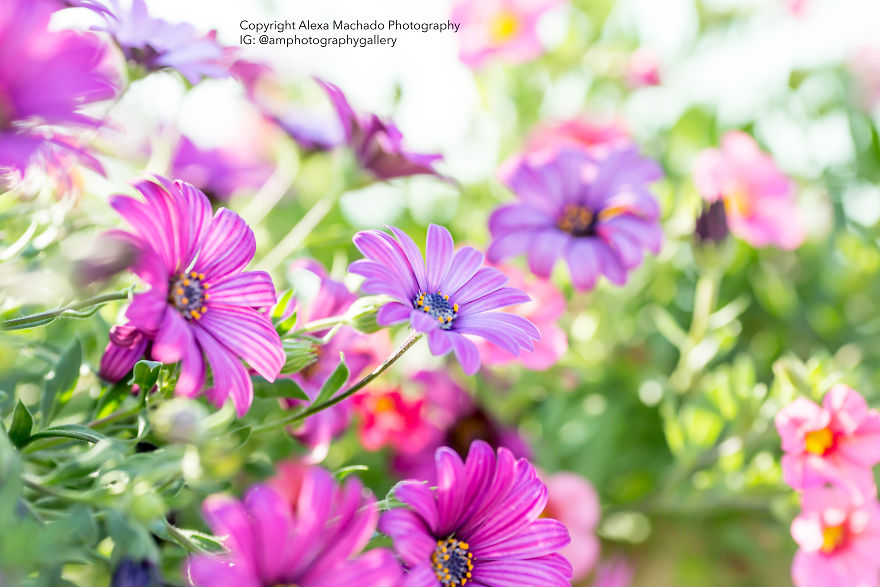 I Create Magical Floral Art From Mundane Photographs