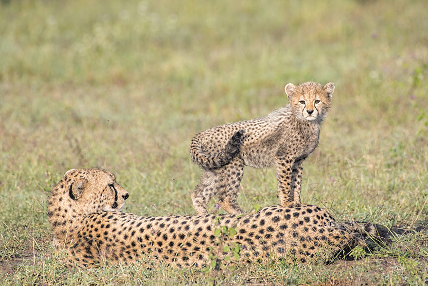 We Spent A Day Photographing Baby Cheetahs