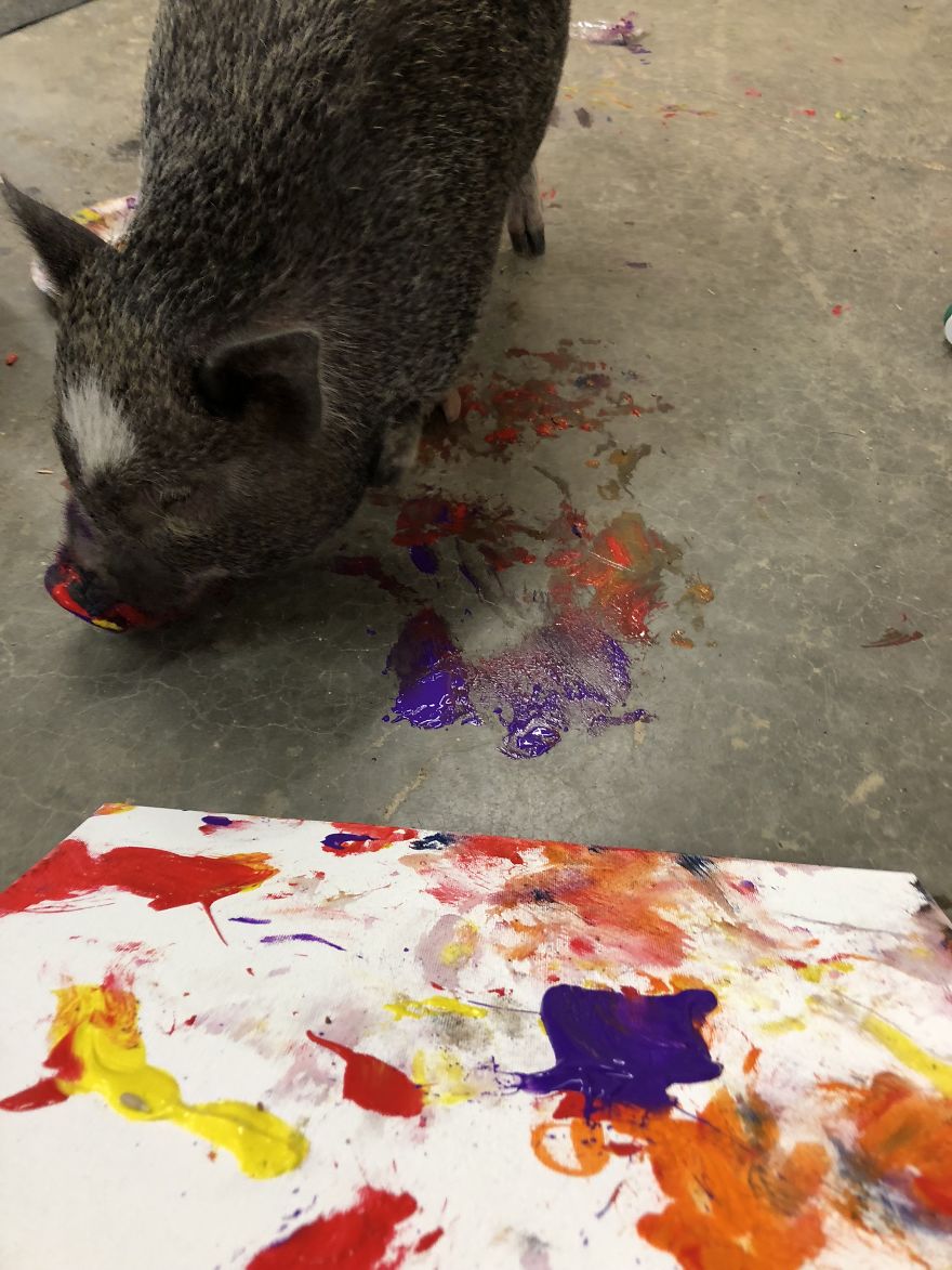 3-Legged Pig Paints To Raise Money For Rescues
