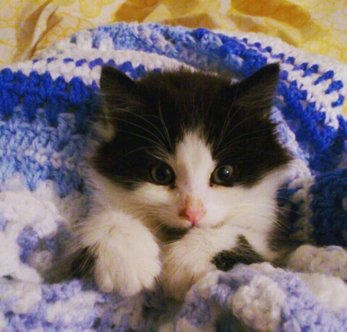 This Cat Makes Me So Happy