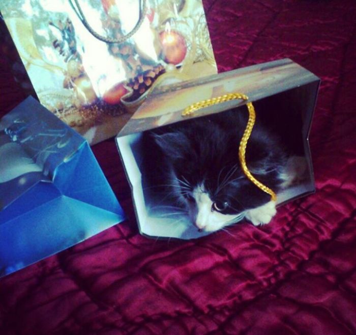 This Cat Makes Me So Happy