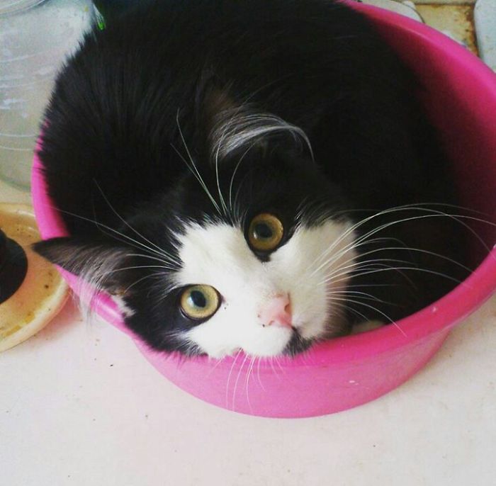 This Cat Makes Me So Happy