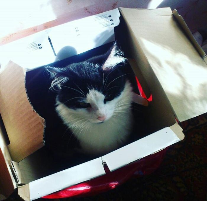 This Cat Makes Me So Happy