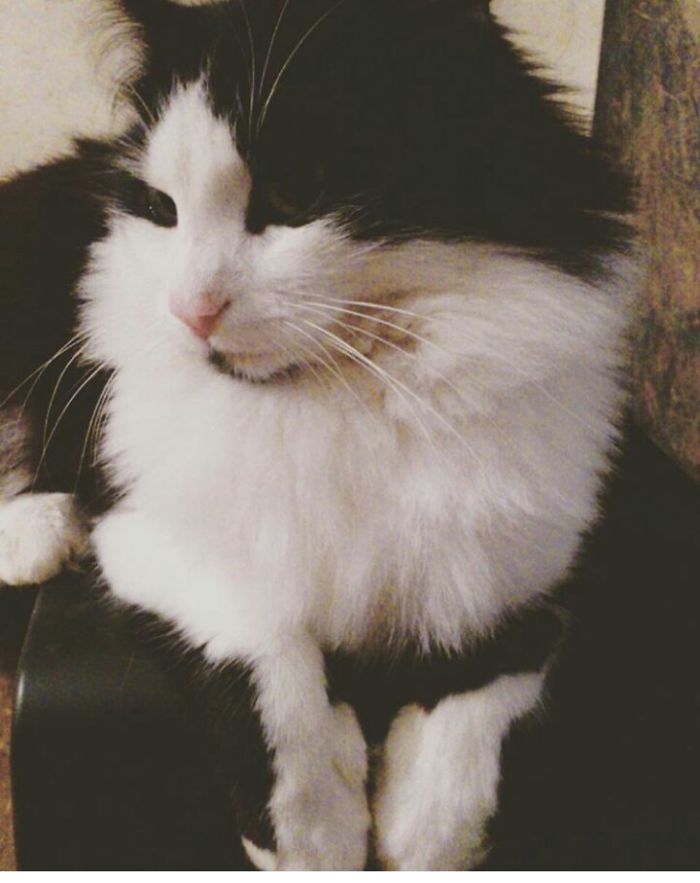 This Cat Makes Me So Happy