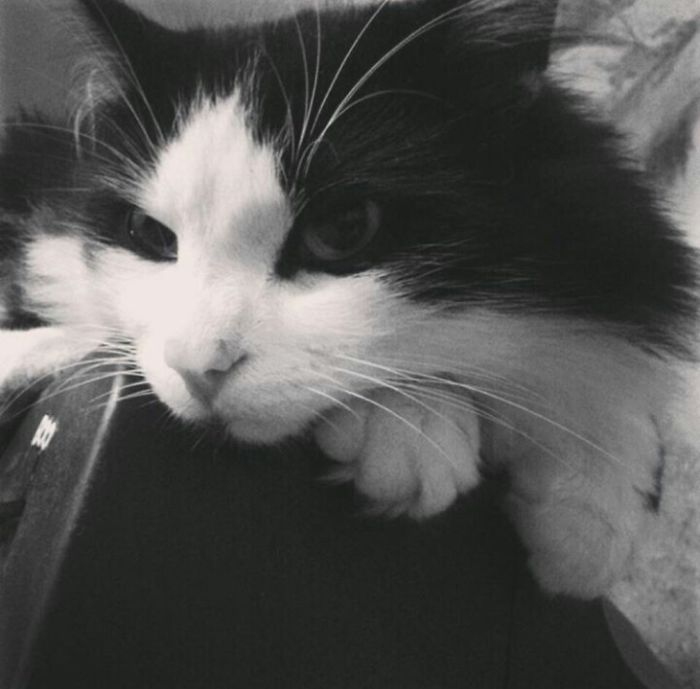 This Cat Makes Me So Happy