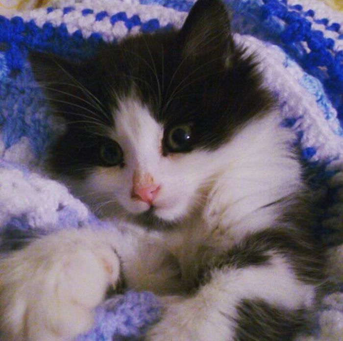 This Cat Makes Me So Happy