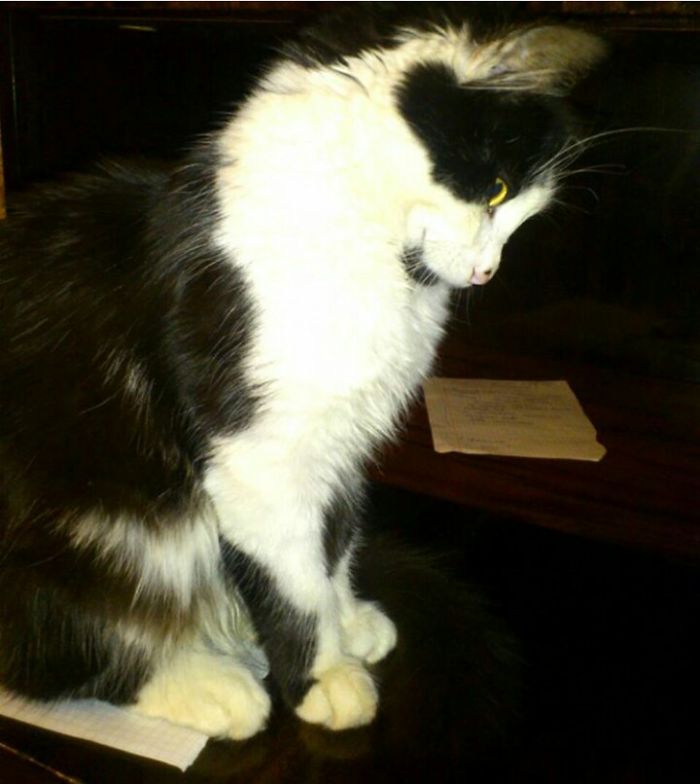 This Cat Makes Me So Happy