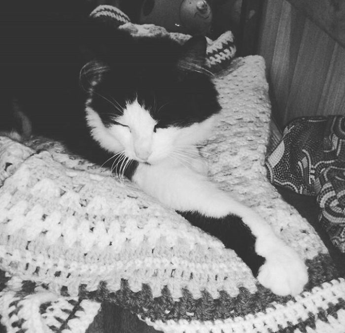 This Cat Makes Me So Happy