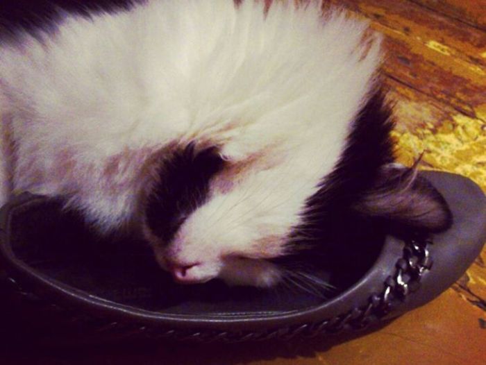 This Cat Makes Me So Happy