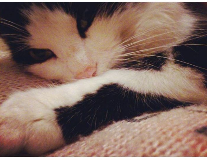 This Cat Makes Me So Happy