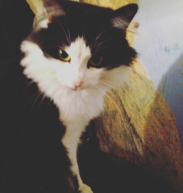 This Cat Makes Me So Happy