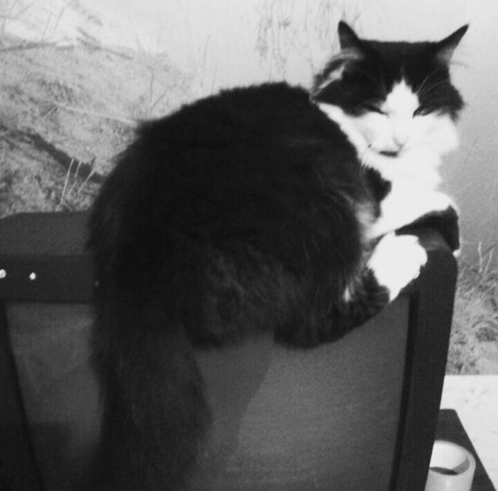 This Cat Makes Me So Happy