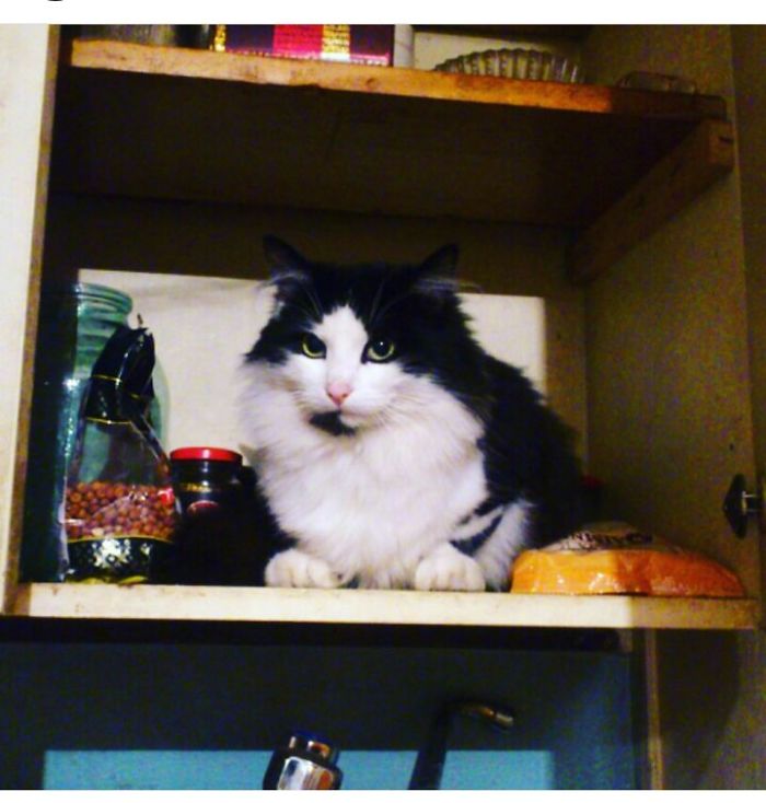 This Cat Makes Me So Happy