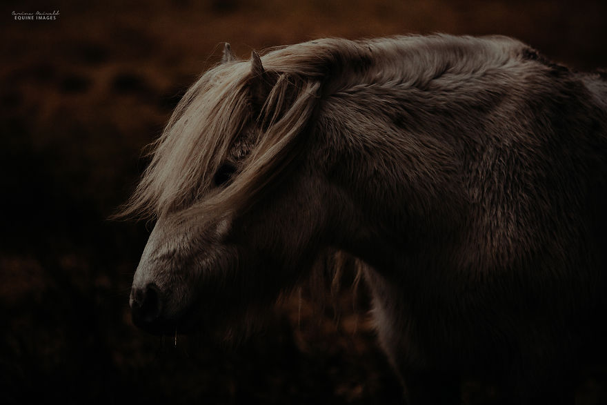 In Scotland I Met Mystical Highland Ponies Who Seemed Like Ghosts