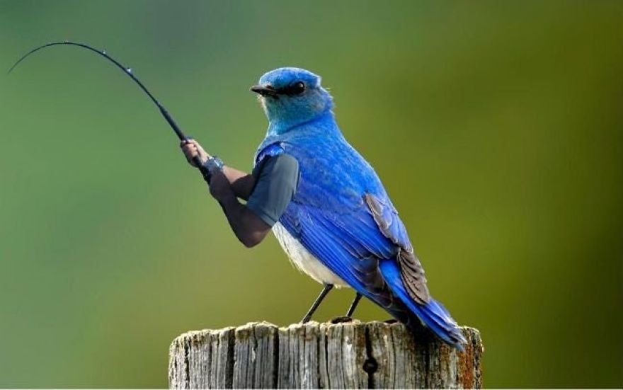 Pájaros con brazos: Internet pone brazos a los pájaros y es imposible no reír