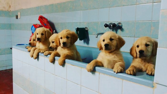 Let´s Spread Happy And Positive Mood By Our Photos With Our Golden Max