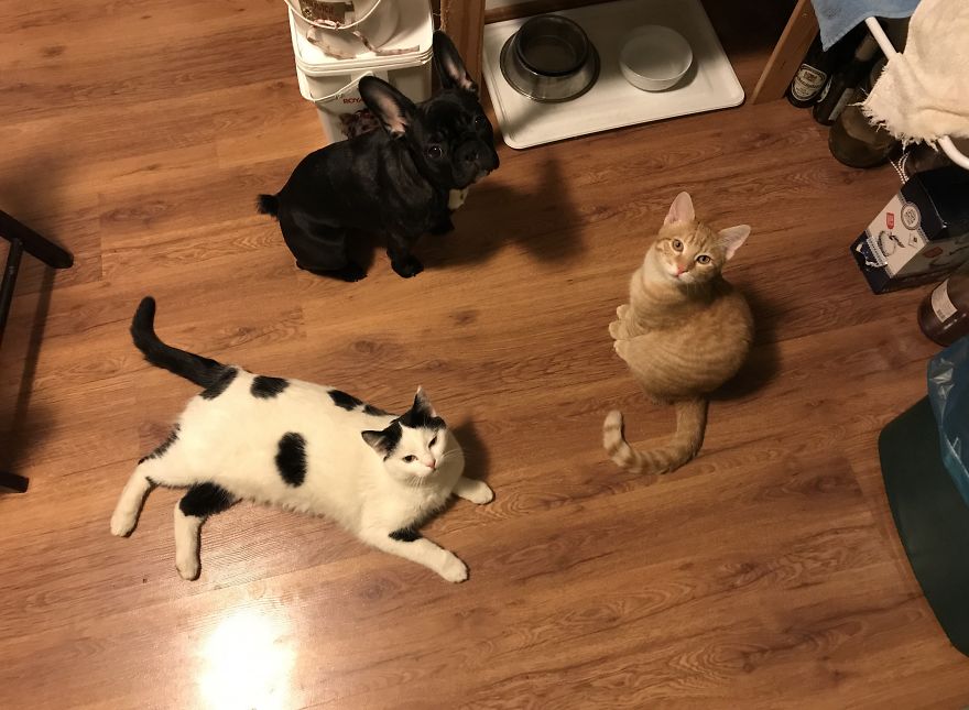 Life With Pepper