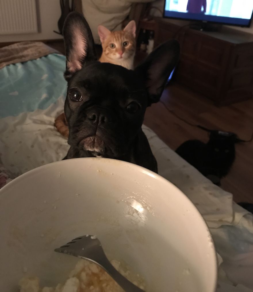 Life With Pepper