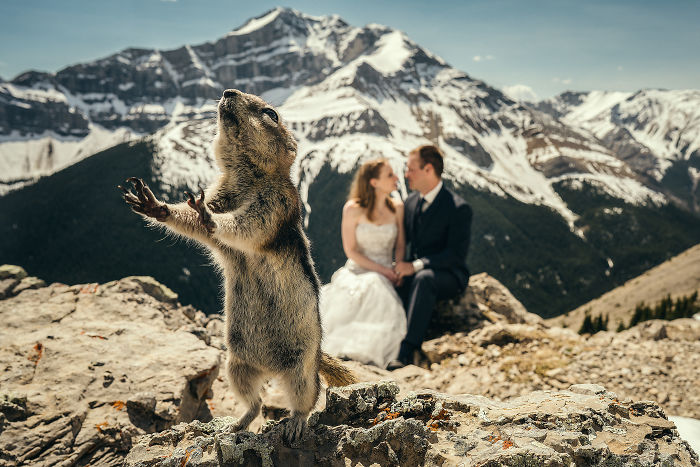 25 Animals That Were The Star Of The Wedding
