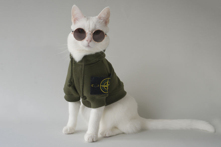 Meet Instagram's Most Streetwear-Savvy Pet, Zappa The Cat