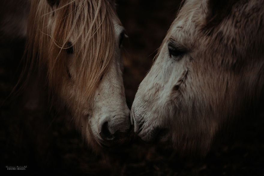 In Scotland I Met Mystical Highland Ponies Who Seemed Like Ghosts