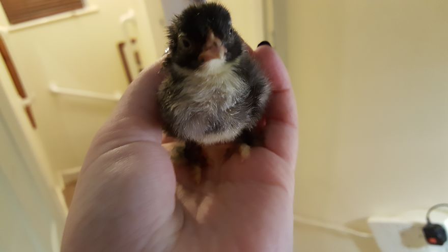 Sir Peep Peep, The Sassy Chick