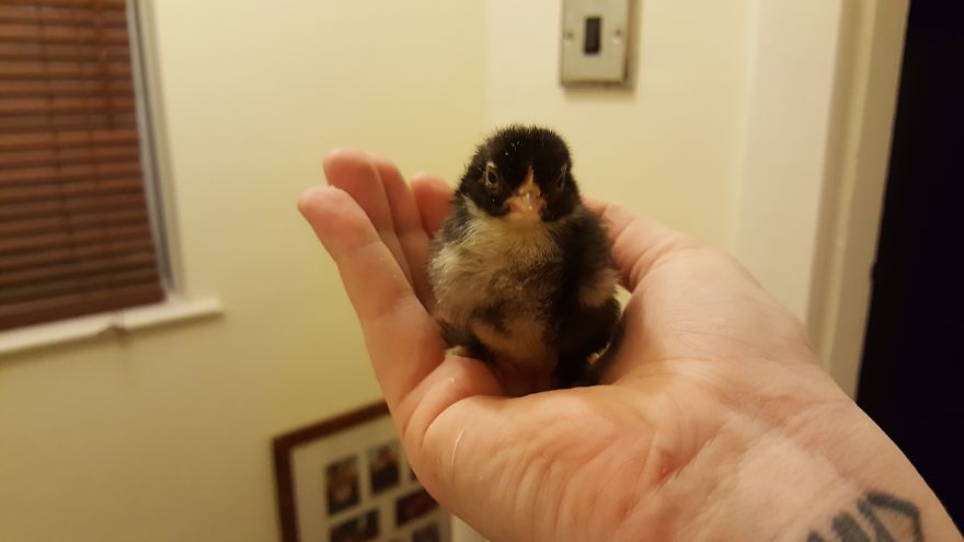 Sir Peep Peep, The Sassy Chick