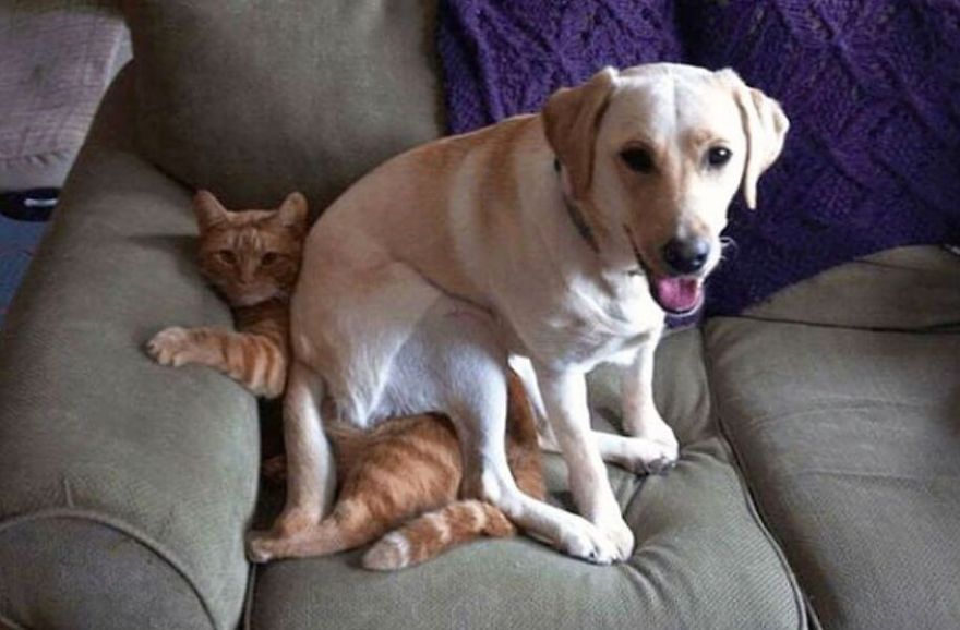 These Animals Are Being Total Jerks, But You’ll Laugh Anyway