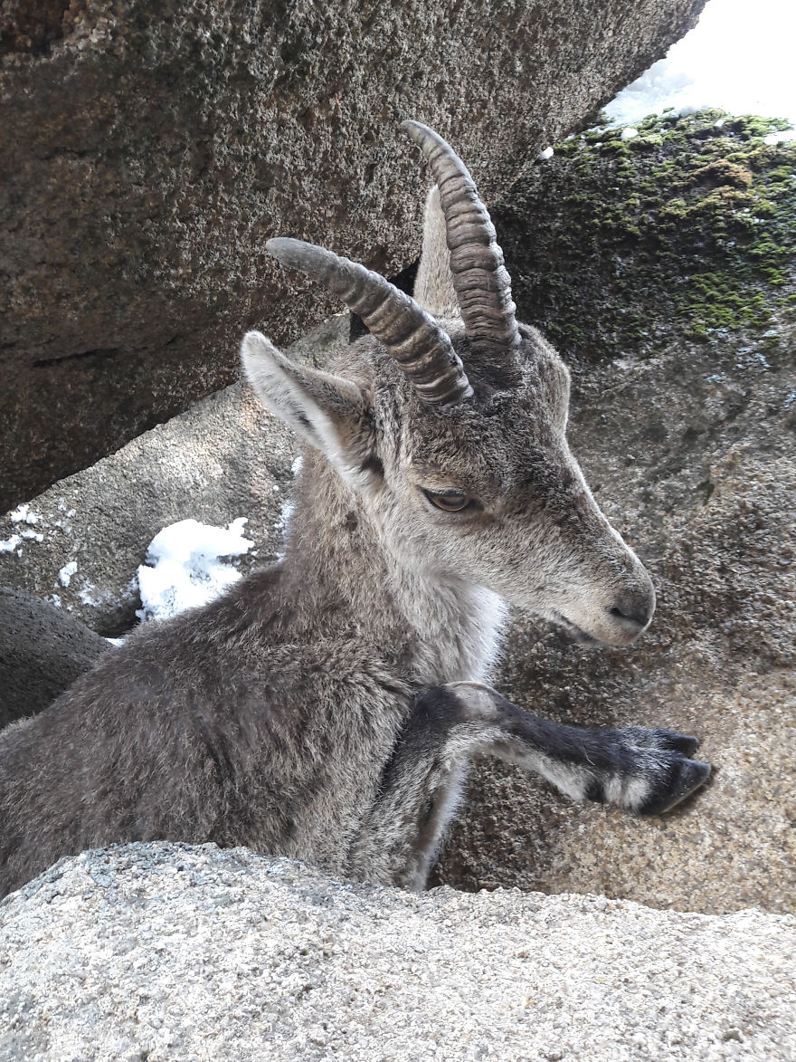 We Saved A Mountain Goat That Was Stuck Hanging In The Air By Its Horns