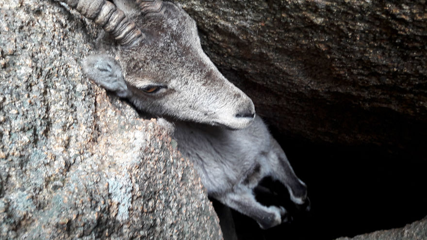 We Saved A Mountain Goat That Was Stuck Hanging In The Air By Its Horns