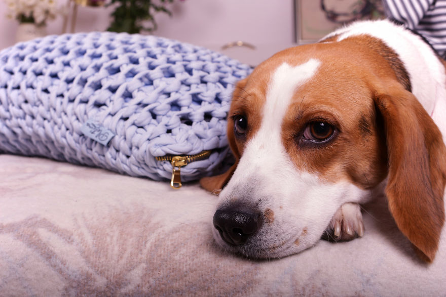You Will Have To Fight Your Friends &ndash; And Pets! &ndash; To Snuggle With These Eco-Friendly Pillows