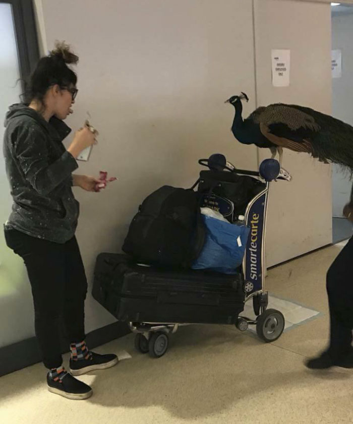 Giant Emotional Support Peacock Denied Seat On Flight, And Here’s How Internet Reacts