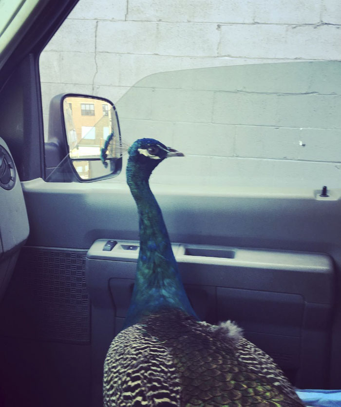 Giant Emotional Support Peacock Denied Seat On Flight, And Here’s How Internet Reacts