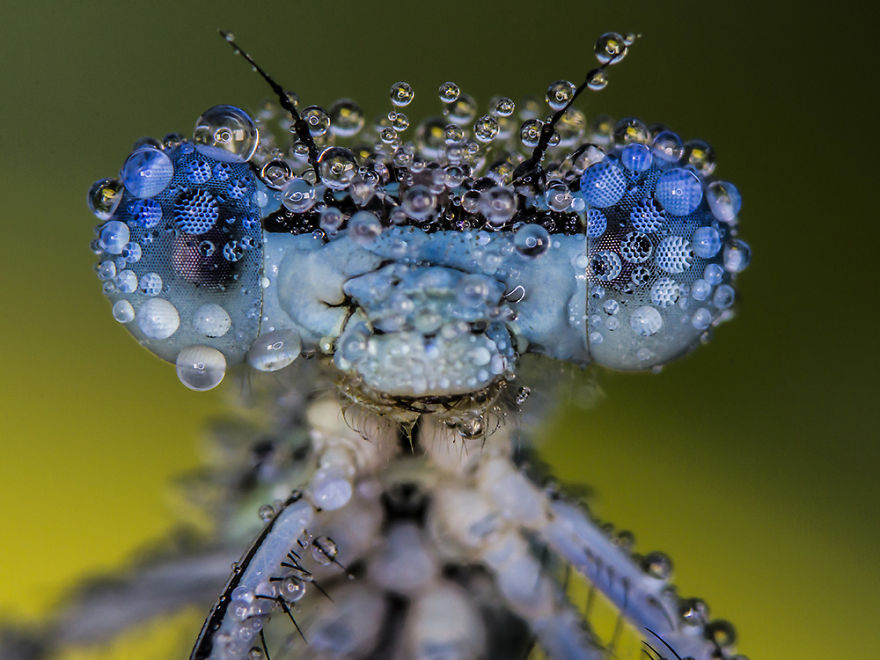 I Photograph Dragons And Damsels