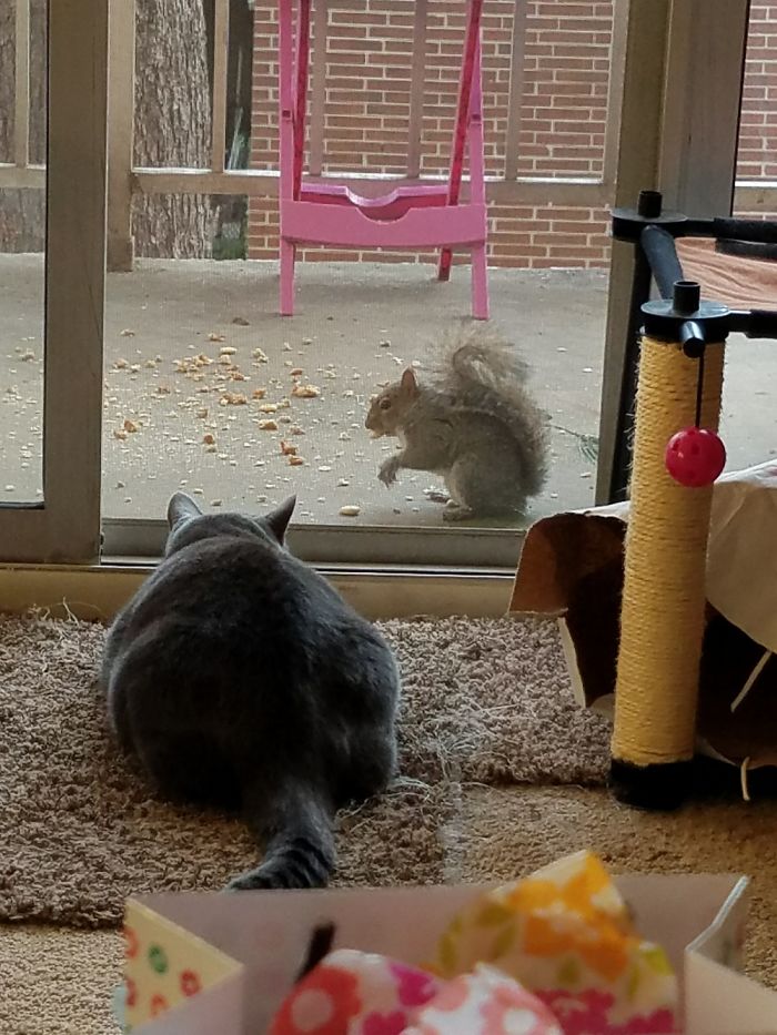 A Squirrel Visits My Balcony Every Day To Eat Crackers And Peanuts And Keep My Cats Company.