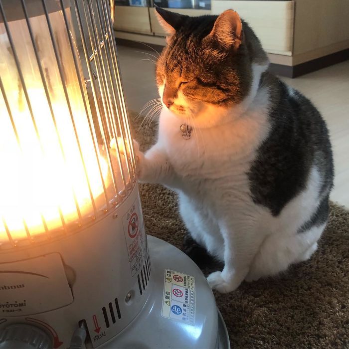 Hilarious Photos Of Cat Falling In Love With A Heater During Cold Weather Will Make Your Day