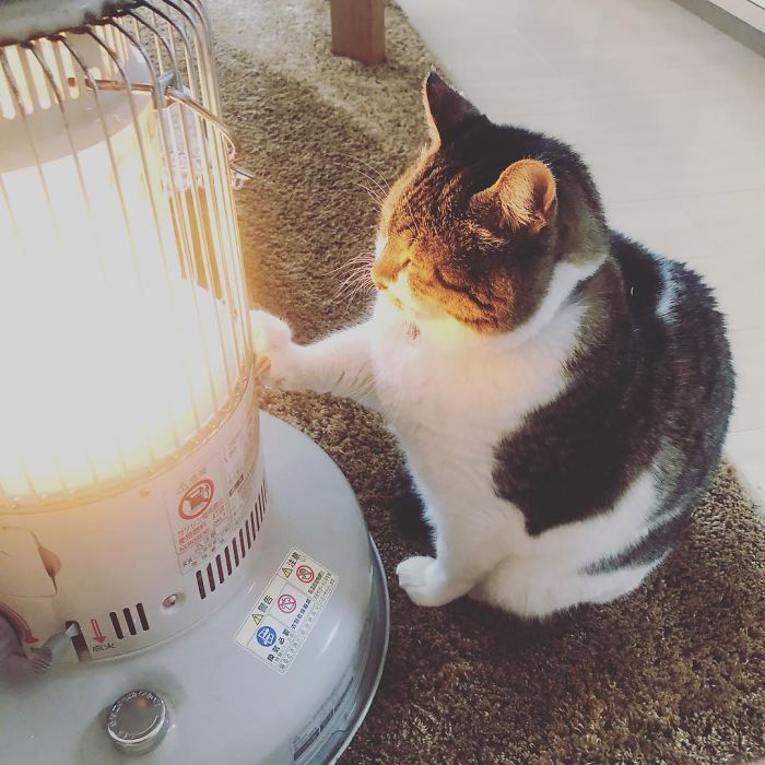Hilarious Photos Of Cat Falling In Love With A Heater During Cold Weather Will Make Your Day