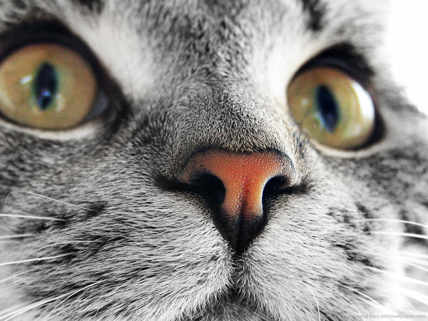 Cat-Noses-Macro-Photography