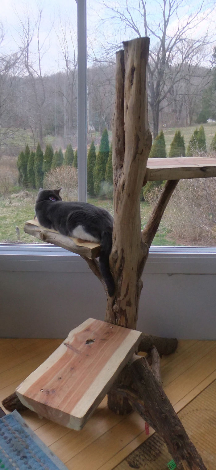 I Make Cat Trees From Real Tree Branches