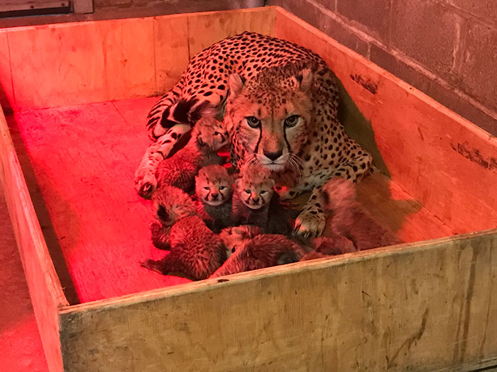 This Super Mom Has Just Given Birth To A Record Number Of Cubs, And Their  Pics Are Too Cute | Bored Panda