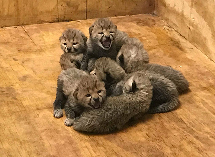 This Super Mom Has Just Given Birth To A Record Number Of Cubs, And Their Pics Are Too Cute