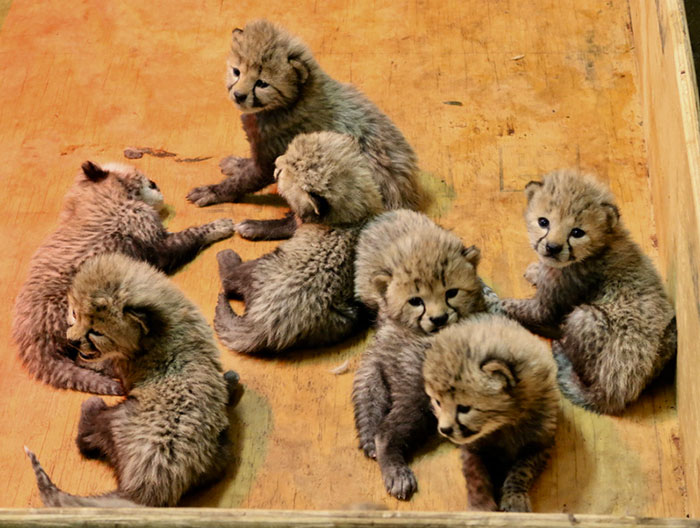 This Super Mom Has Just Given Birth To A Record Number Of Cubs, And Their  Pics Are Too Cute | Bored Panda